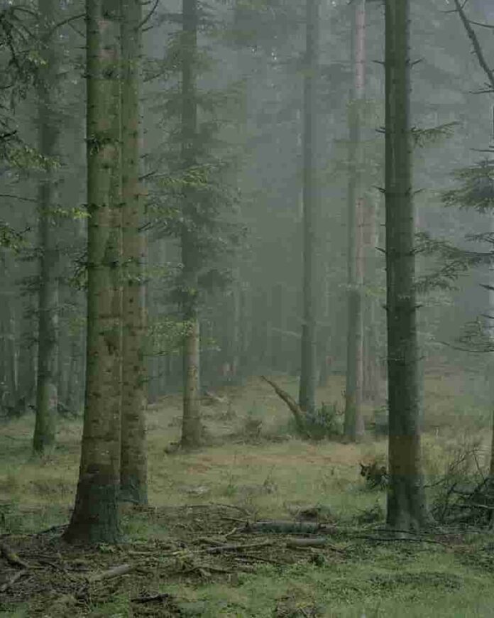 6. Arianna Sanesi, serie Dispersal, 2013