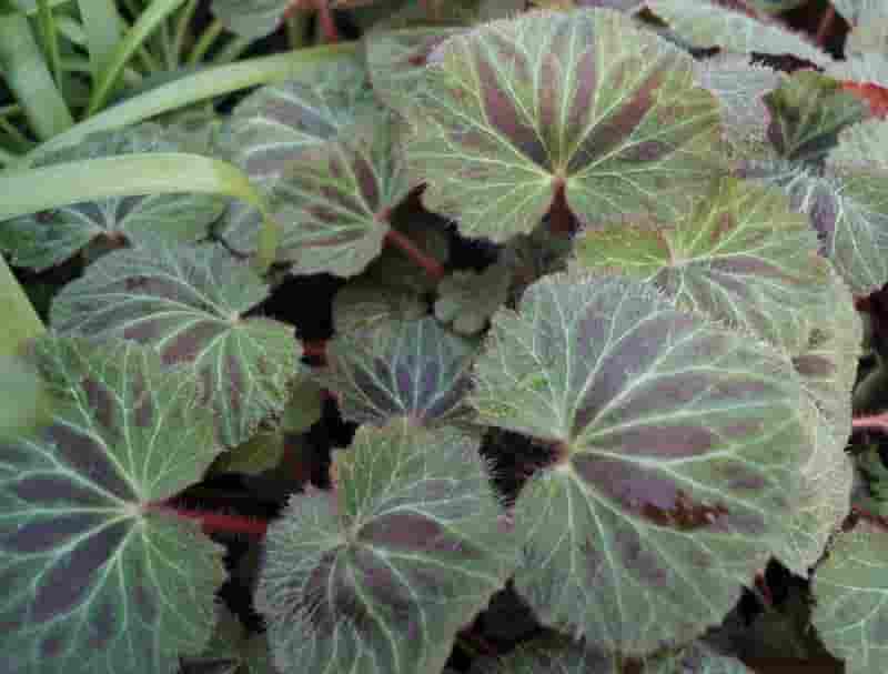 ORTICOLA Plantula SaxifragaKinkiPurple9cmfoliage