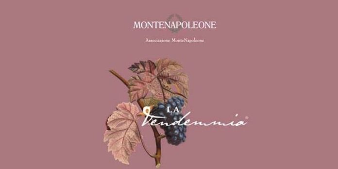 Vendemmia di Montenapoleone 2021 Vendemmia di Montenapoleone 2021