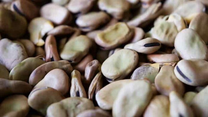 fava di fratte rosa
