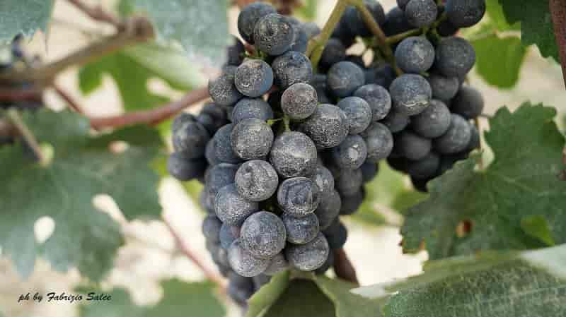 uva nebbiolo