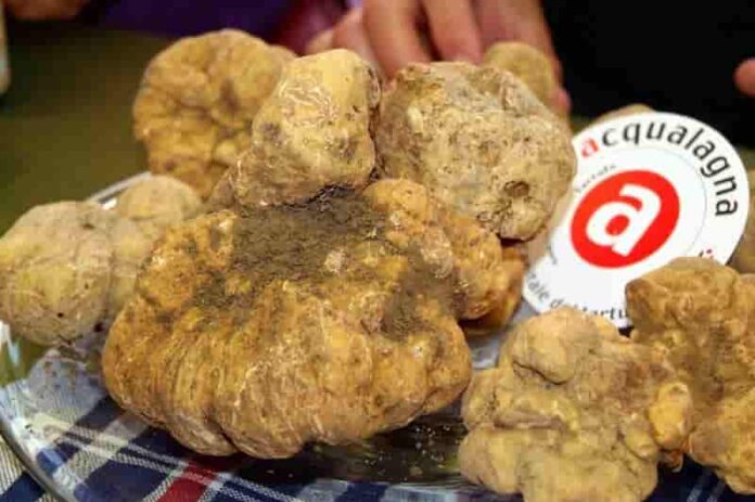 Tartufo bianco di Acqualagna