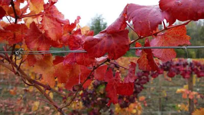 rosso foglia di vite