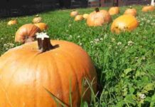 Di Zucca in Zucca: la festa dell’autunno a Mantova Di Zucca in Zucca: