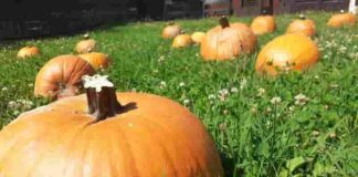 Di Zucca in Zucca: