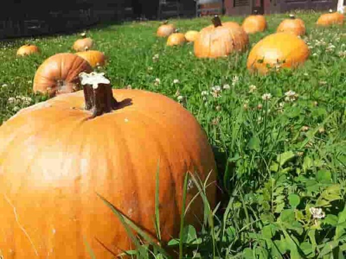 Di Zucca in Zucca: