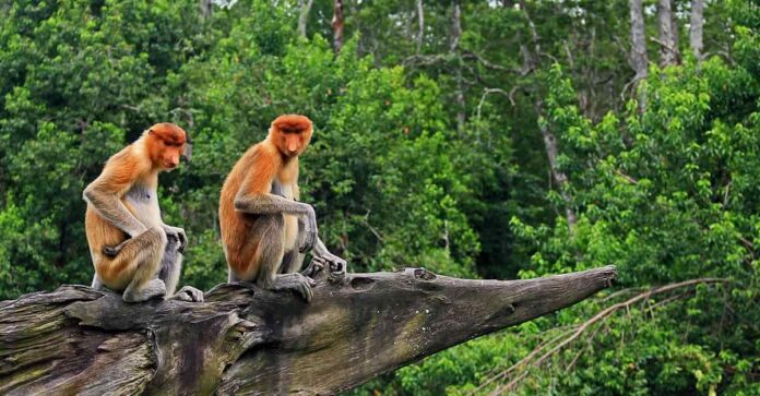 Scimmie by MALAYSIA TOURISM