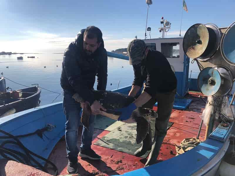 Stefy tartaruga 80 kg