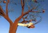 Giovedì 9 dicembre 2010 a ”La casa sull’albero” scoppia la quarta rivoluzione Cavallino Museo Diffuso Albero Esperidi