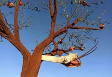 Cavallino Museo Diffuso Albero Esperidi