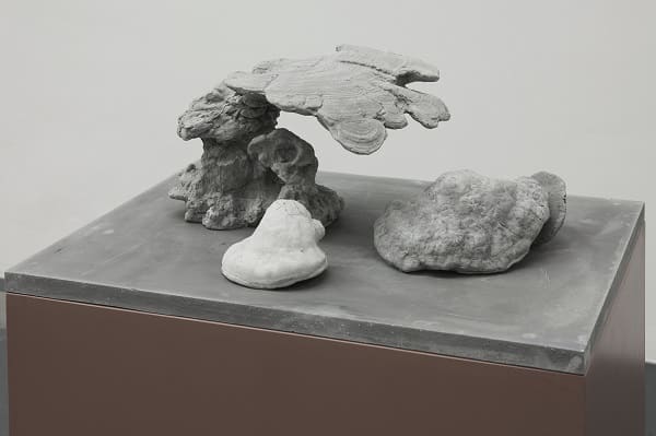 Cornaro Homonymes, 2009