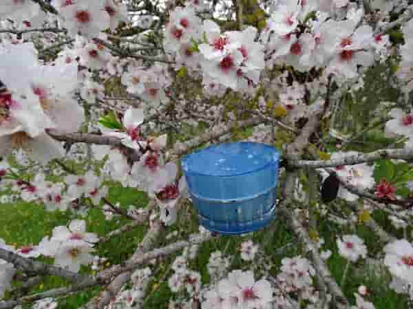 Licofarma lycocream AZZURRA