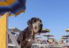 La spiaggia di Rimini sempre più pet friendly Ass Turismo Uff Stampa Bagno 81 Dog Friendly RIC8398