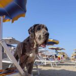 Ass Turismo Uff Stampa Bagno 81 Dog Friendly RIC8398