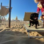 Lettino per cani bagno 112