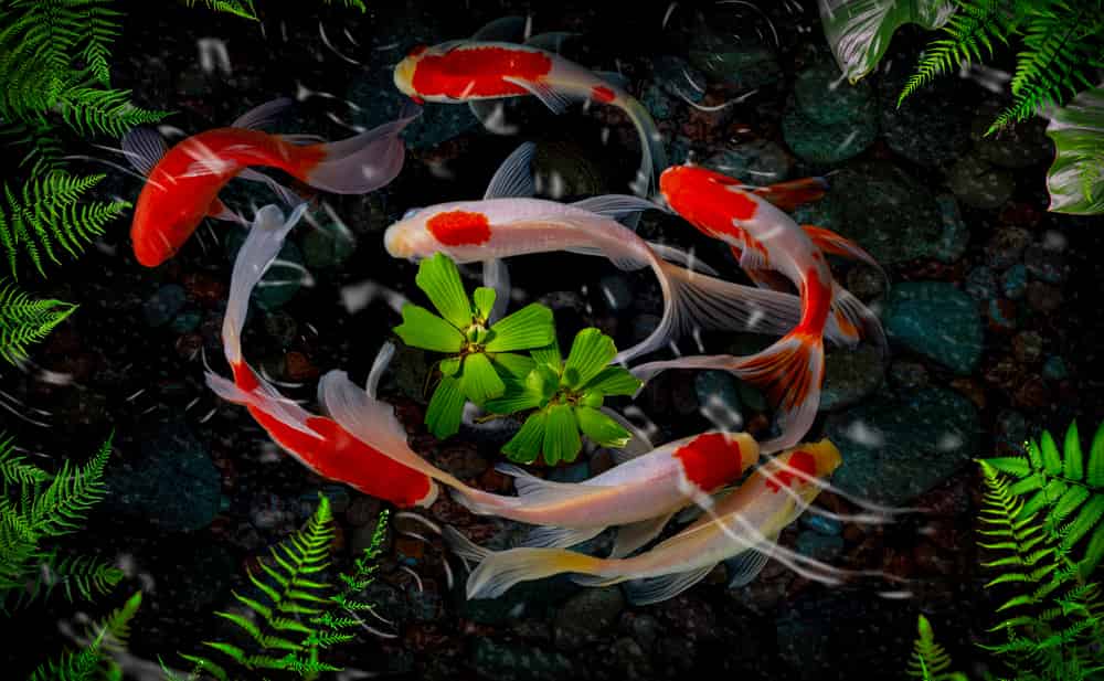 carpe koi