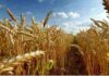 Il campo di grano