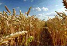 La ricchezza del grano. Dal grano tenero si ricavano le farine, dal duro le semole Il campo di grano