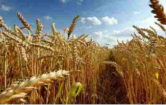 Il campo di grano