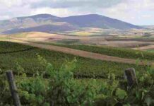 Cantine Fazio. Un sorso di Sicilia tra terra e mare della Doc di Erice Vigneto Muller Thurgau