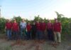 Nel Salento è tempo di vendemmia. La Cantina San Donaci tra le prime d’Italia Cantina San Donaci vendemmiatori