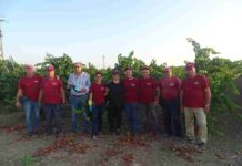 Nel Salento è tempo di vendemmia. La Cantina San Donaci tra le prime d’Italia Cantina San Donaci vendemmiatori