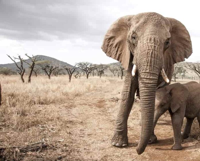 Elephant Rambo, Jubulani Bayete