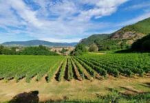 Terre d’Aenòr in Franciacorta, agosto il mese della vendemmia Terre daenor