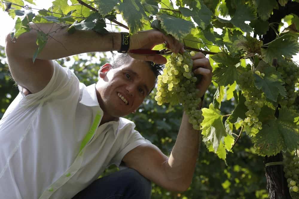 Igor Cassina, ex ginnasta, oro alle Olimpiadi di Atene 2004, alla vendemmia solidale 2016
