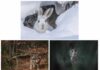 Gli animali del Parco dello Stelvio scendono in campo per la tutela della biodiversità Lepre bianca ph Christian Simon; Gufo Reale ph Diego Monsorno; Lupo ph Stefano Andretta