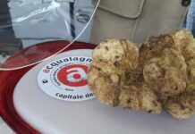 Fiera del Tartufo di Acqualagna 2022 Tartufo Bianco Acqualagna