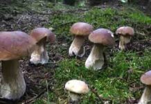 Marcia dei Funghi di Budoia