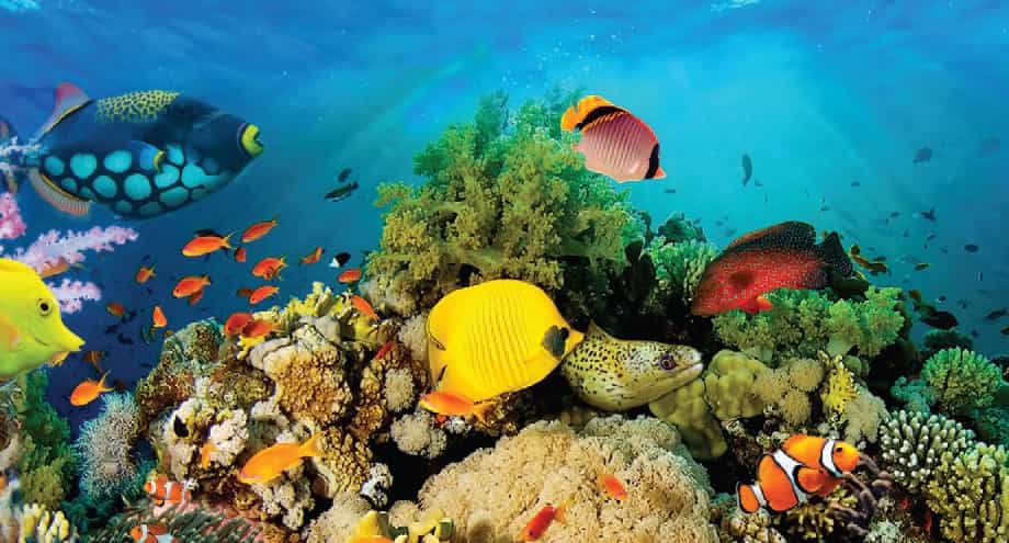 Sharm el Sheikh Pesci in barriera corallina