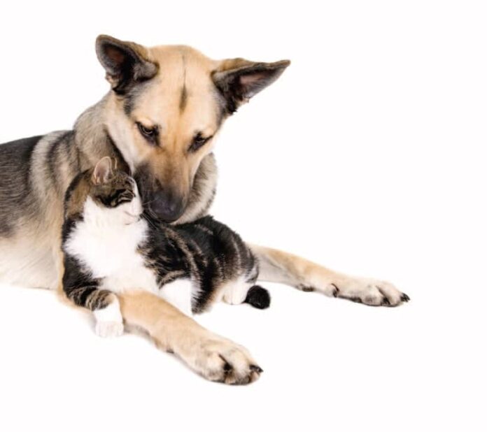 Amici quattrozampe cani e gatti Amici quattrozampe cani e gatti