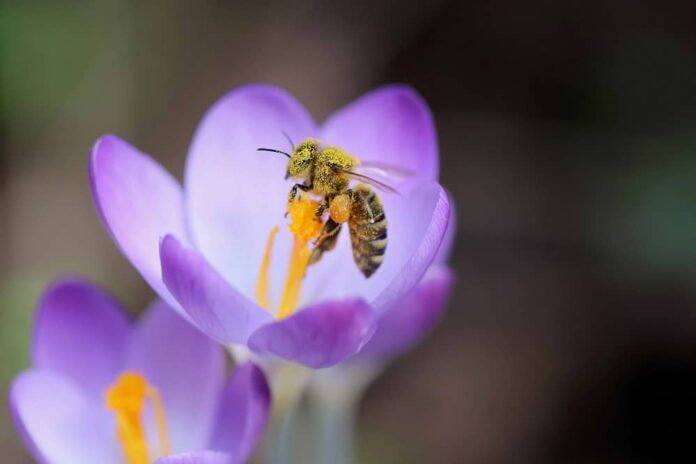 Ape 3Bee Pollinate the Planet