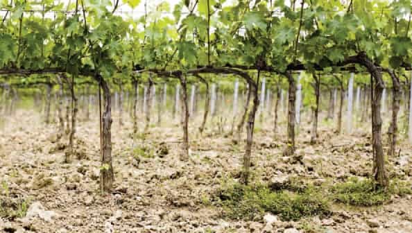 Poggio Mandorlo 22 Poggio Mandorlo 22