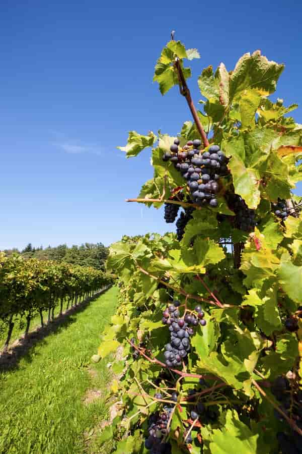 vitigno nerello mascalese vitigno nerello mascalese