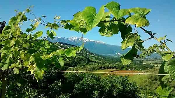 Cantina sociale Villamagna