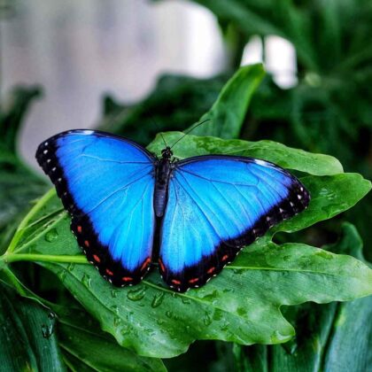 Casa delle Farfalle 1