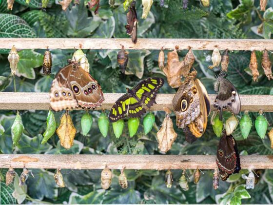 Casa delle Farfalle 2