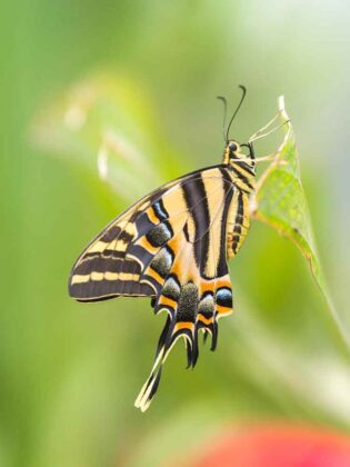 Casa delle Farfalle 3