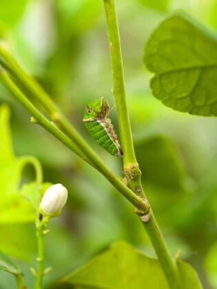 Casa delle Farfalle 4