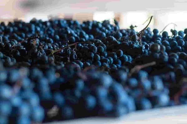 Appassimento delle uve Cantina Pison