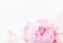 Peonia Officinalis