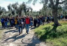 Camminata Tra gli Olivi
