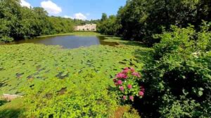 il giardino delle delizie