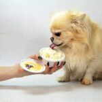 Fidovet chihuahua