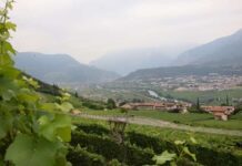 la Vallagarina celebra il suo celebre vitigno Isera FototecaStradaVinoSaporiTrentino Ph.M.Facci