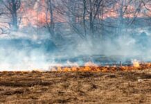Incendi: frutto diretto dell’ignoranza Incendi