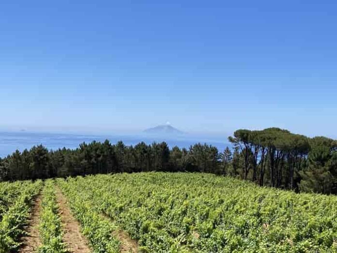 Vigne e mare credits Le Ripalte Vigne e mare credits Le Ripalte
